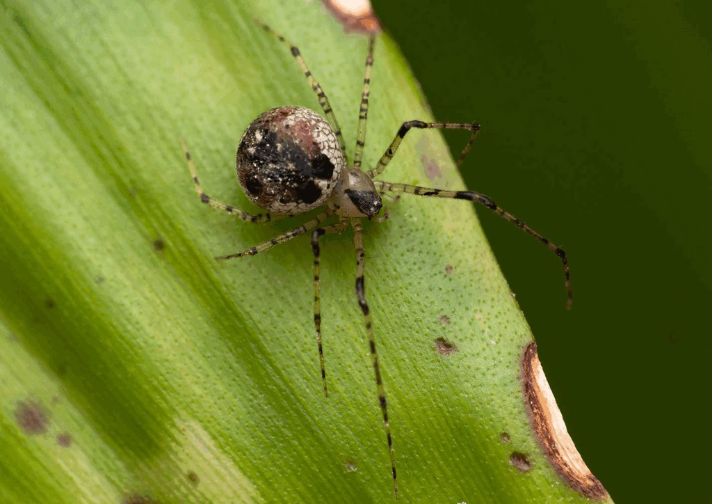 Platnickina_tincta-1.jpg