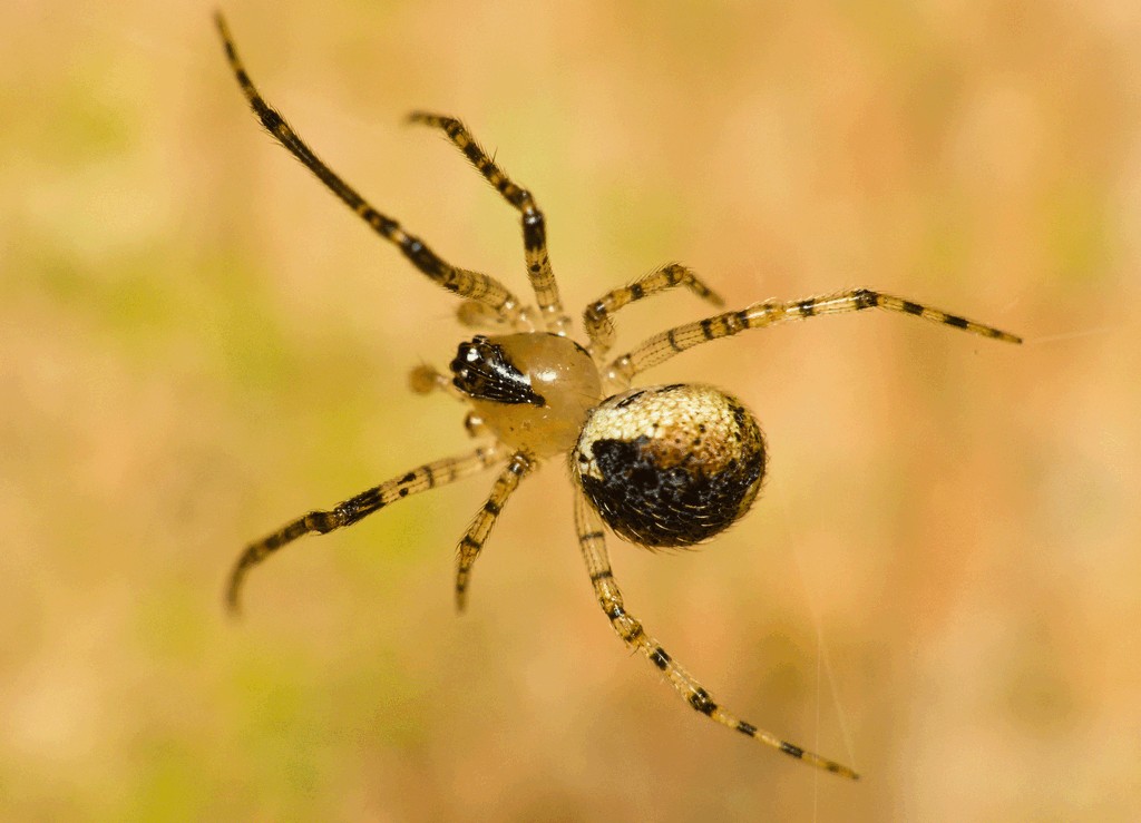Platnickina_tincta-3.jpg