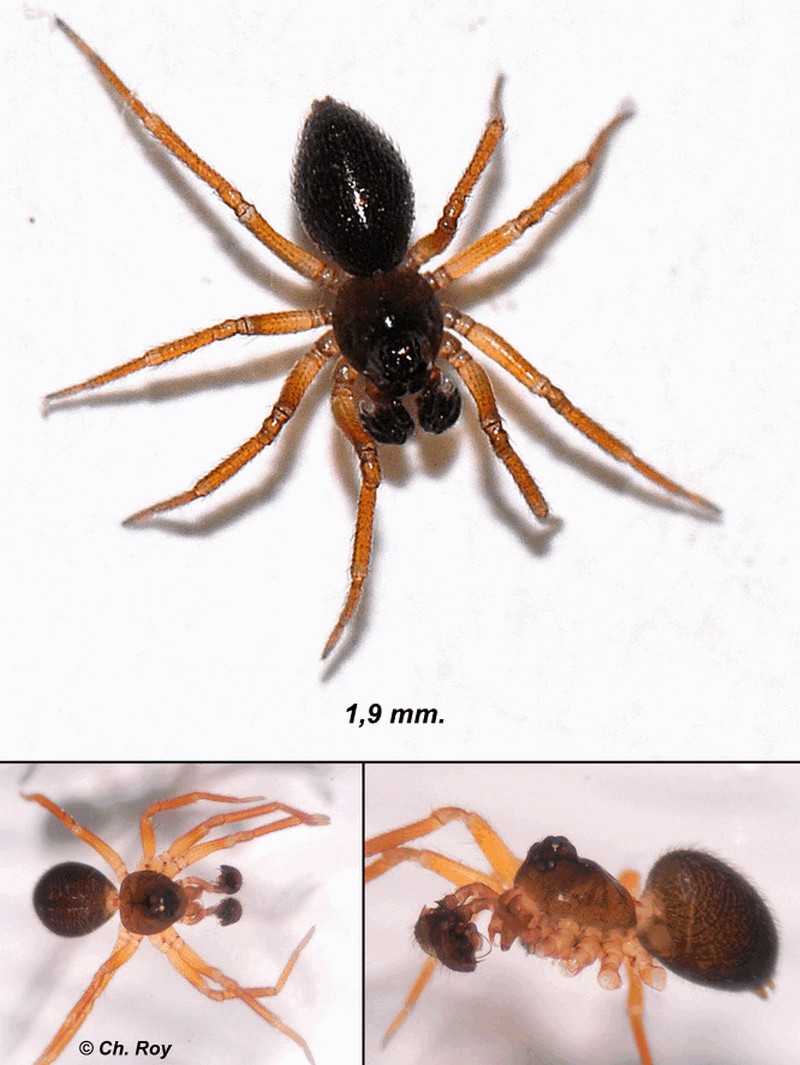 Pocadicnemis_juncea-2a.jpg