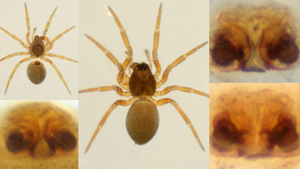 Pocadicnemis_juncea-3.jpg