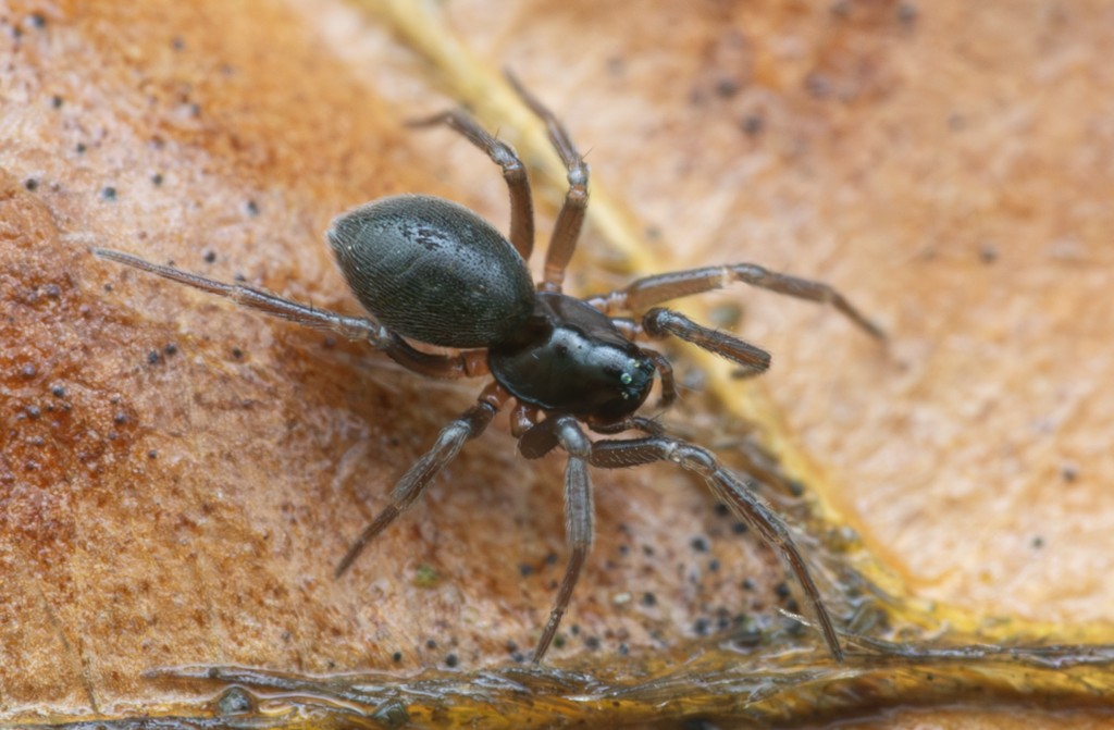 Pocadicnemis_pumila-1.jpg