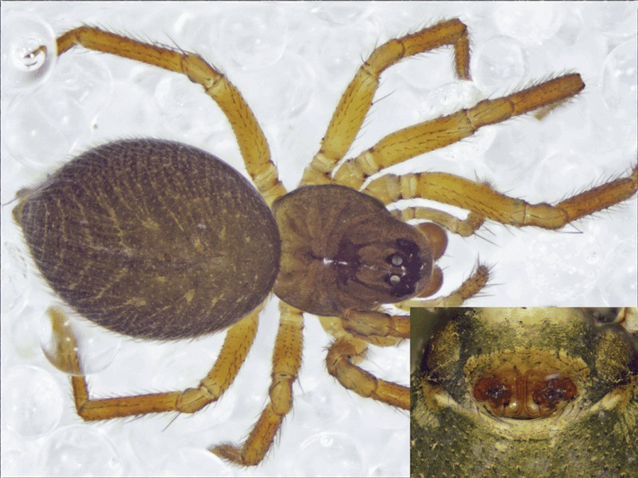 Pocadicnemis_pumila-4.jpg