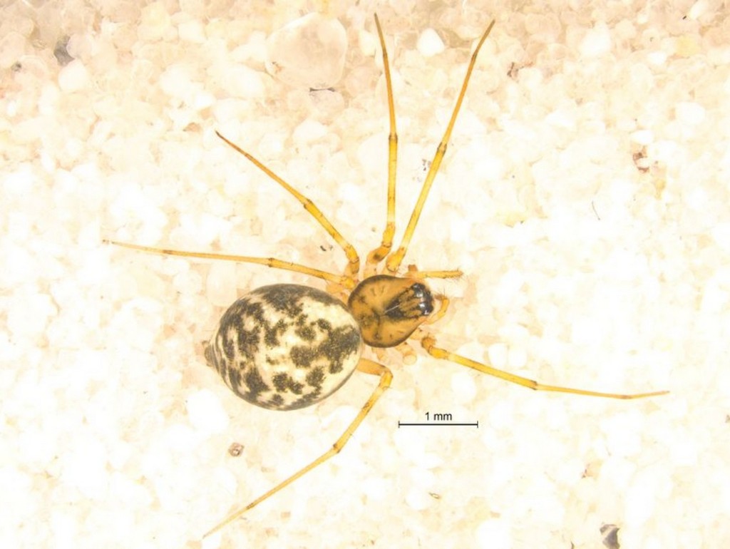 Poeciloneta_variegata-4.jpg