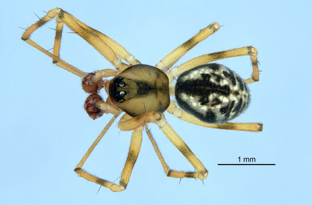 Poeciloneta_variegata-6.jpg