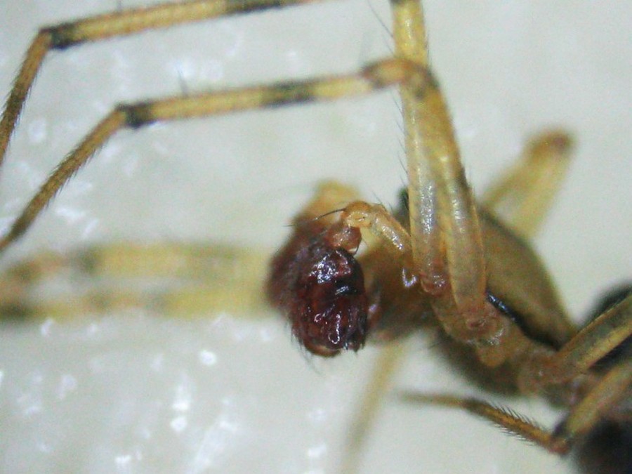 Poeciloneta_variegata-7.jpg