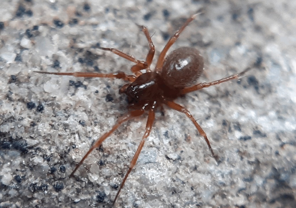 Porrhomma_convexum-1.jpg