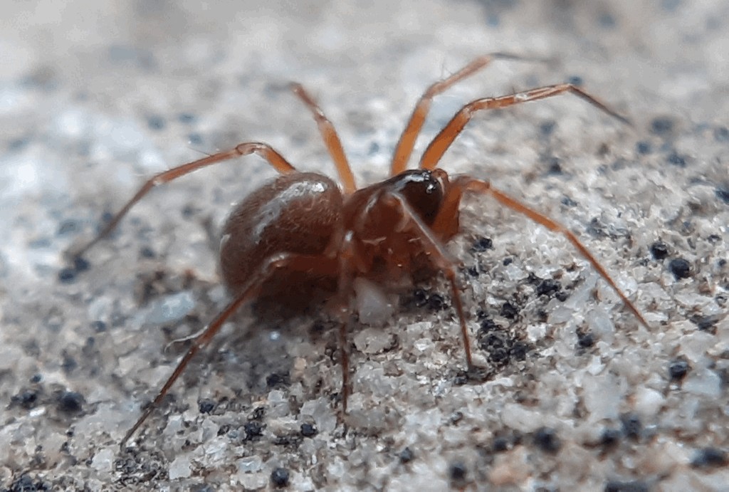 Porrhomma_convexum-2.jpg