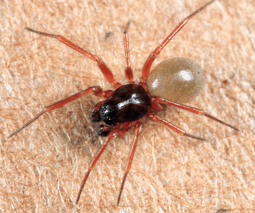Porrhomma_convexum-3.jpg