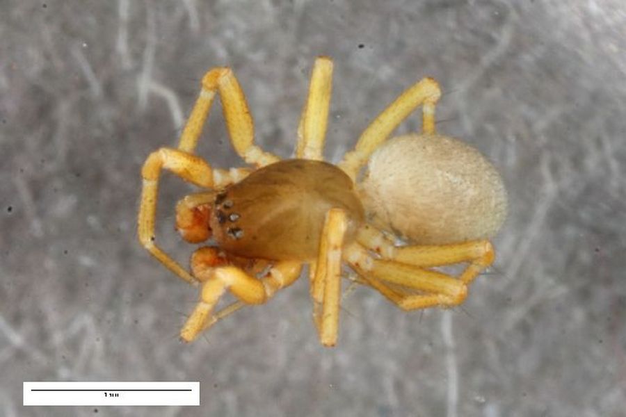 Porrhomma_errans-1.jpg