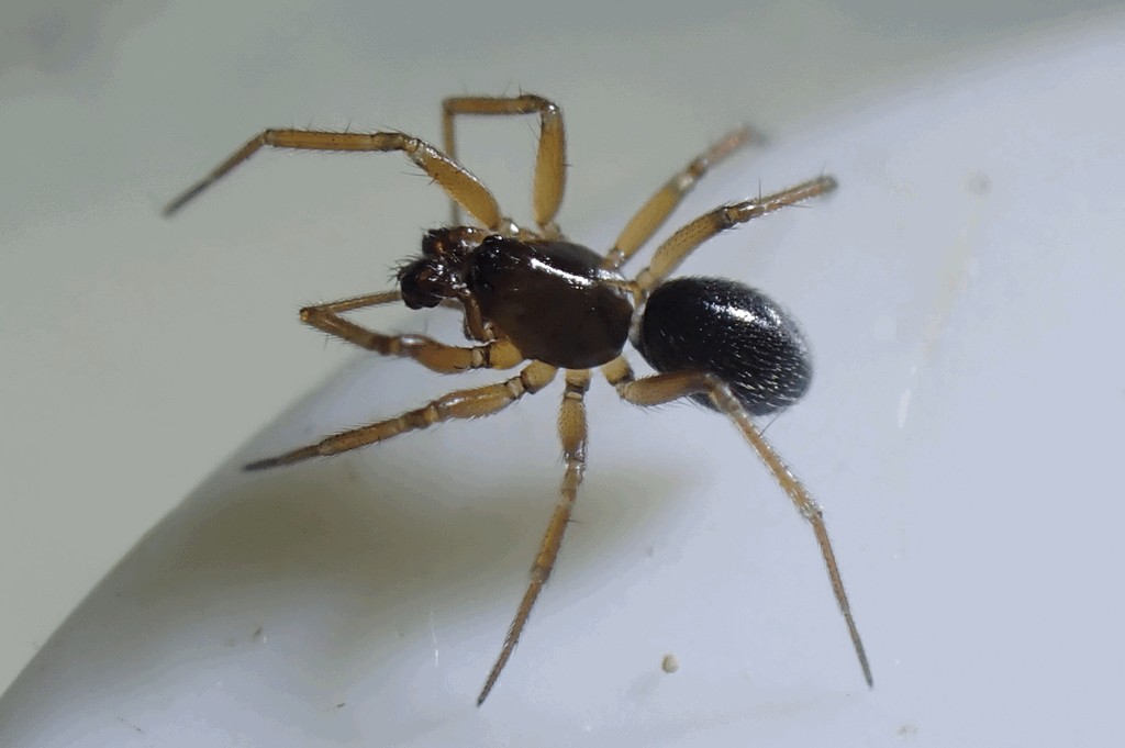 Porrhomma_microphthalmum-2.jpg