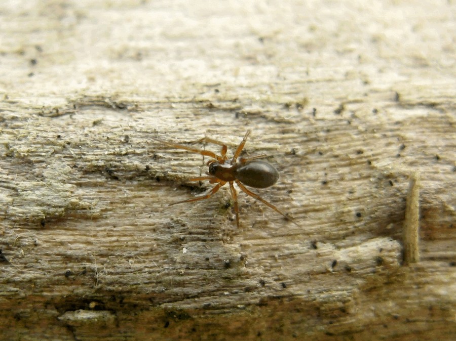Porrhomma_microphthalmum-3.jpg