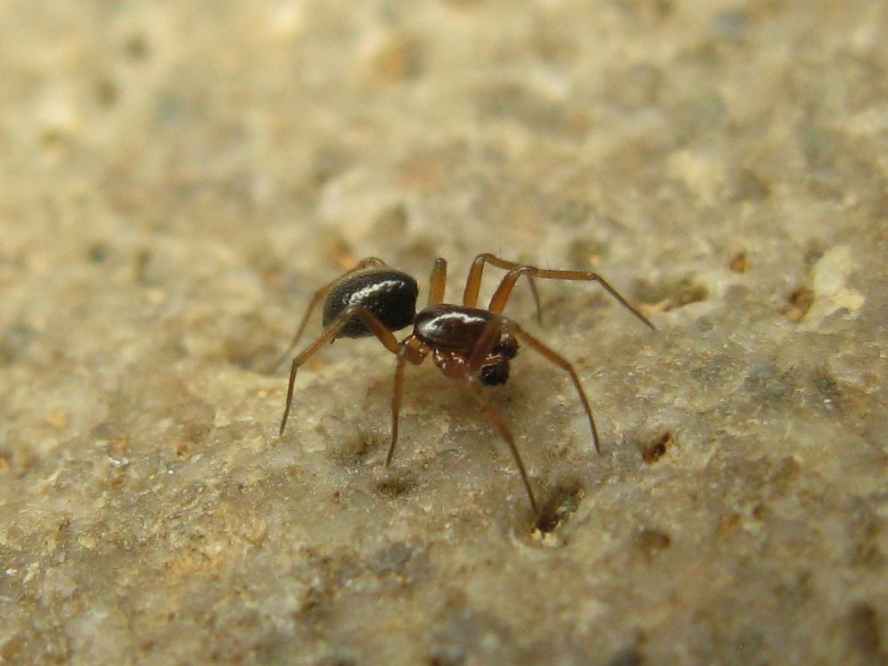 Porrhomma_microphthalmum-4.jpg