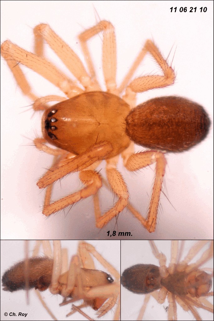 Porrhomma_microphthalmum-5.jpg