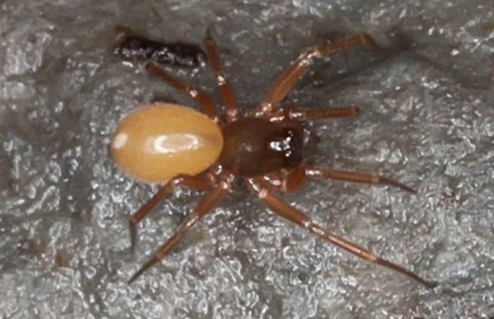 Porrhomma_pallidum-1.jpg