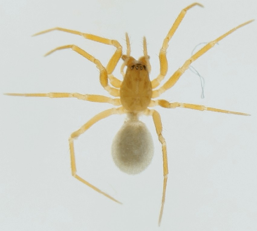 Porrhomma_pallidum-2.jpg