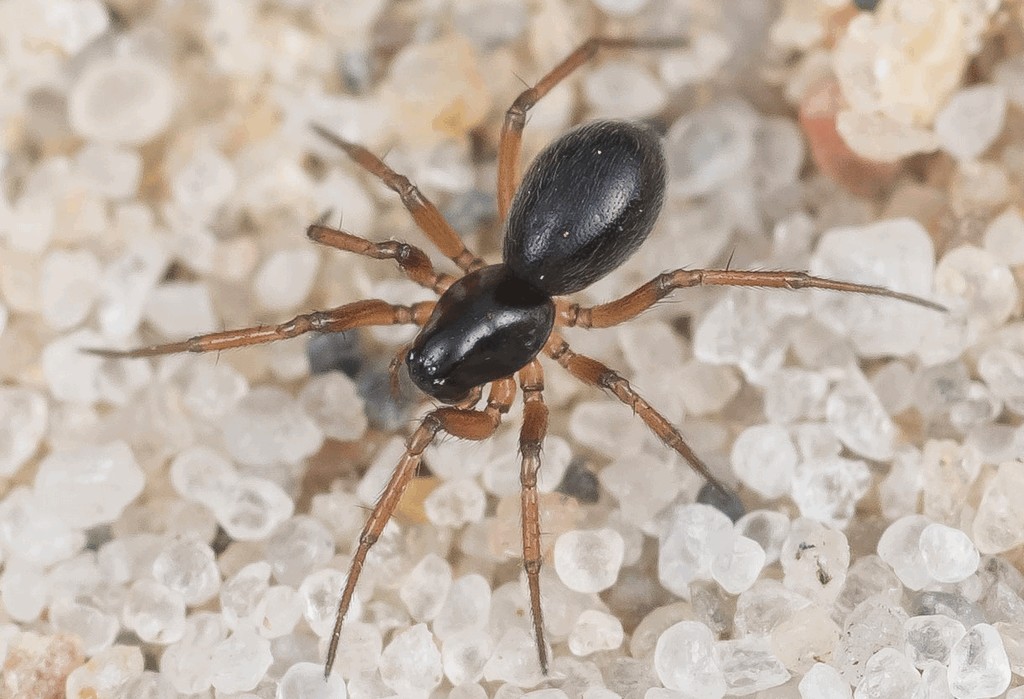 Porrhomma_pygmaeum-1.jpg