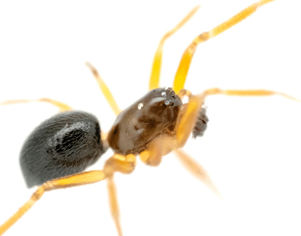Porrhomma_pygmaeum-2.jpg