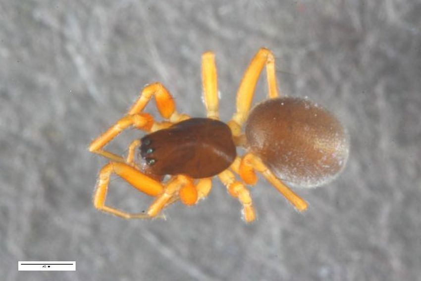 Porrhomma_pygmaeum-3.jpg