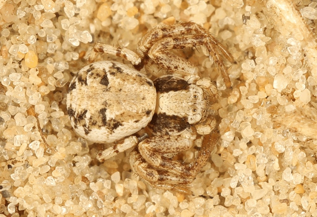 Psammitis_sabulosus-1.jpg