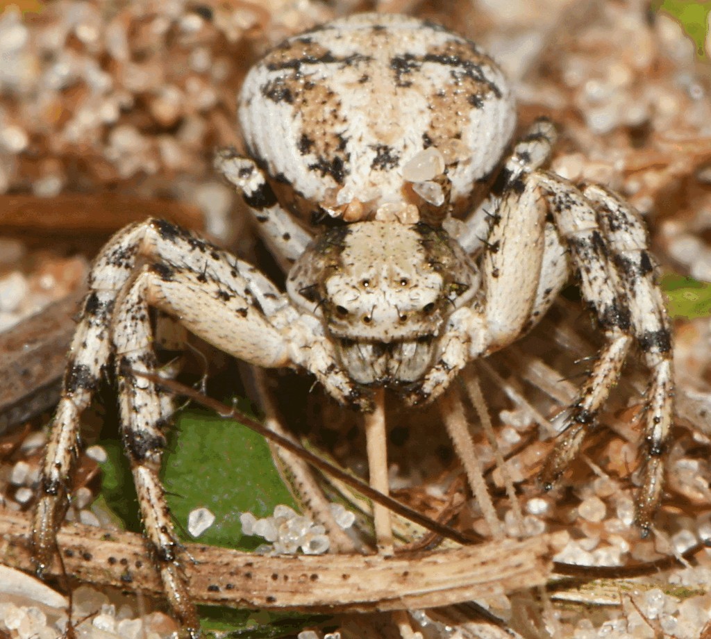 Psammitis_sabulosus-3.jpg