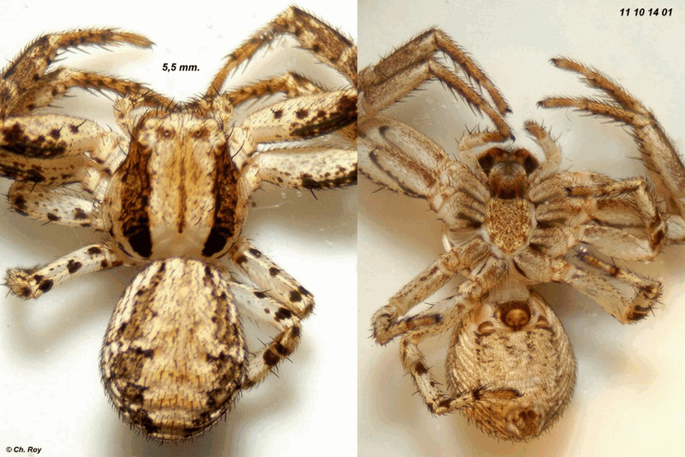 Psammitis_sabulosus-6.jpg