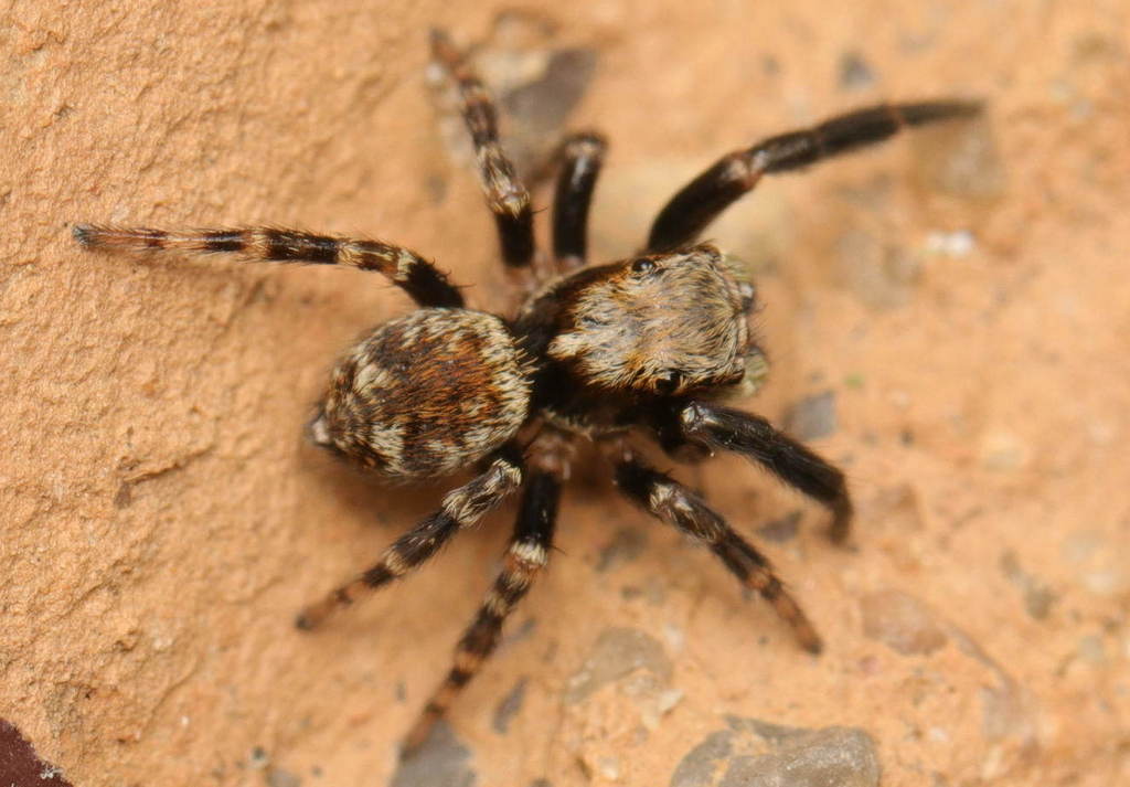 Pseudeuophrys_erratica-1.jpg