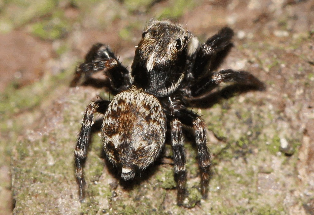 Pseudeuophrys_erratica-2.jpg