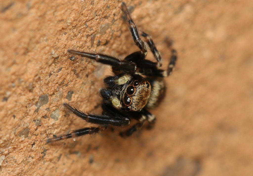 Pseudeuophrys_erratica-4.jpg