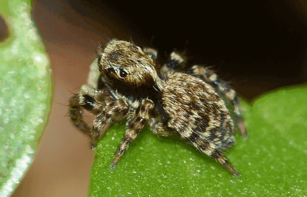 Pseudeuophrys_erratica-5.jpg