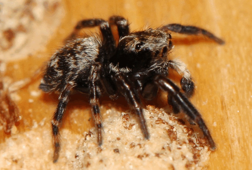 Pseudeuophrys_erratica-6.jpg