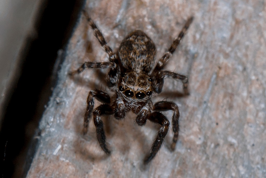 Pseudeuophrys_obsoleta-1.jpg