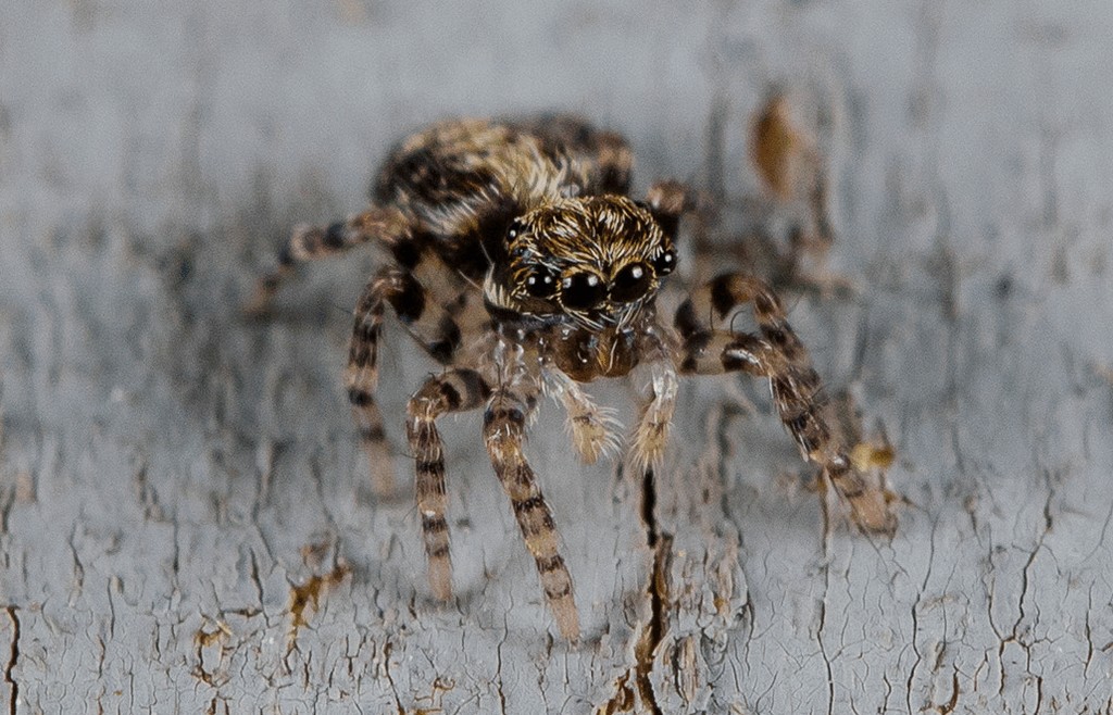 Pseudeuophrys_obsoleta-2.jpg