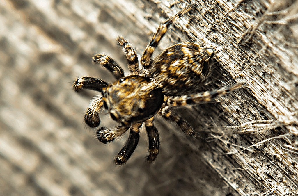 Pseudeuophrys_obsoleta-3.jpg
