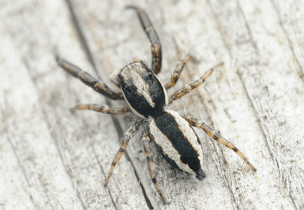 Pseudicius_encarpatus-1.jpg