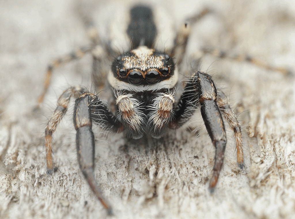 Pseudicius_encarpatus-2.jpg