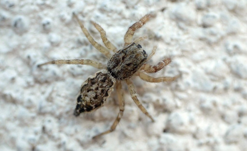 Pseudicius_encarpatus-4.jpg