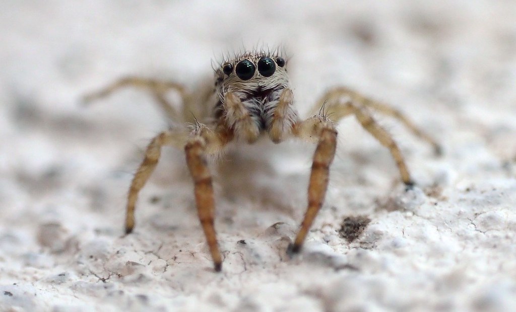 Pseudicius_encarpatus-5.jpg