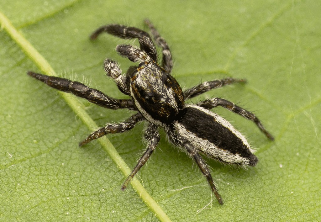 Pseudicius_encarpatus-6.jpg