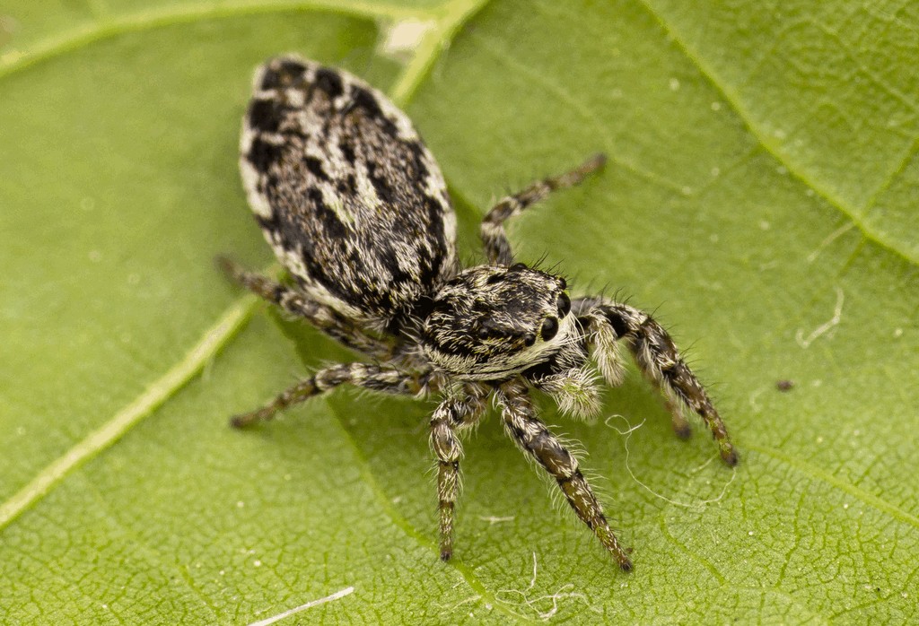 Pseudicius_encarpatus-7.jpg