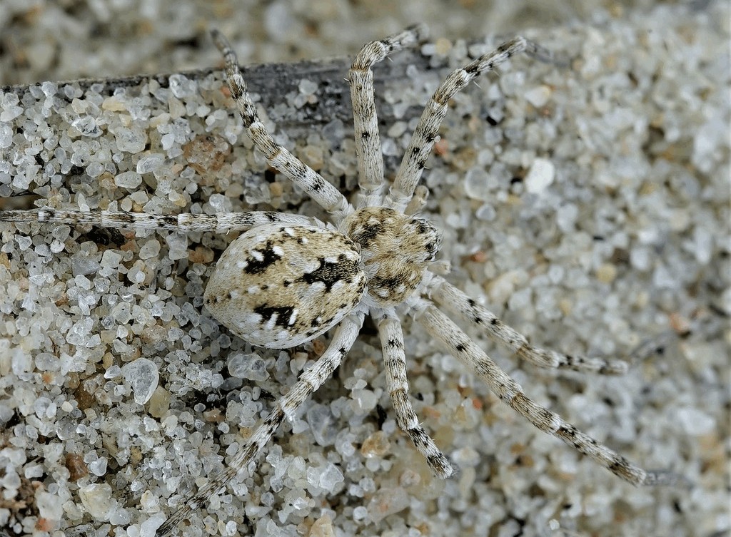 Rhysodromus_fallax-1.jpg