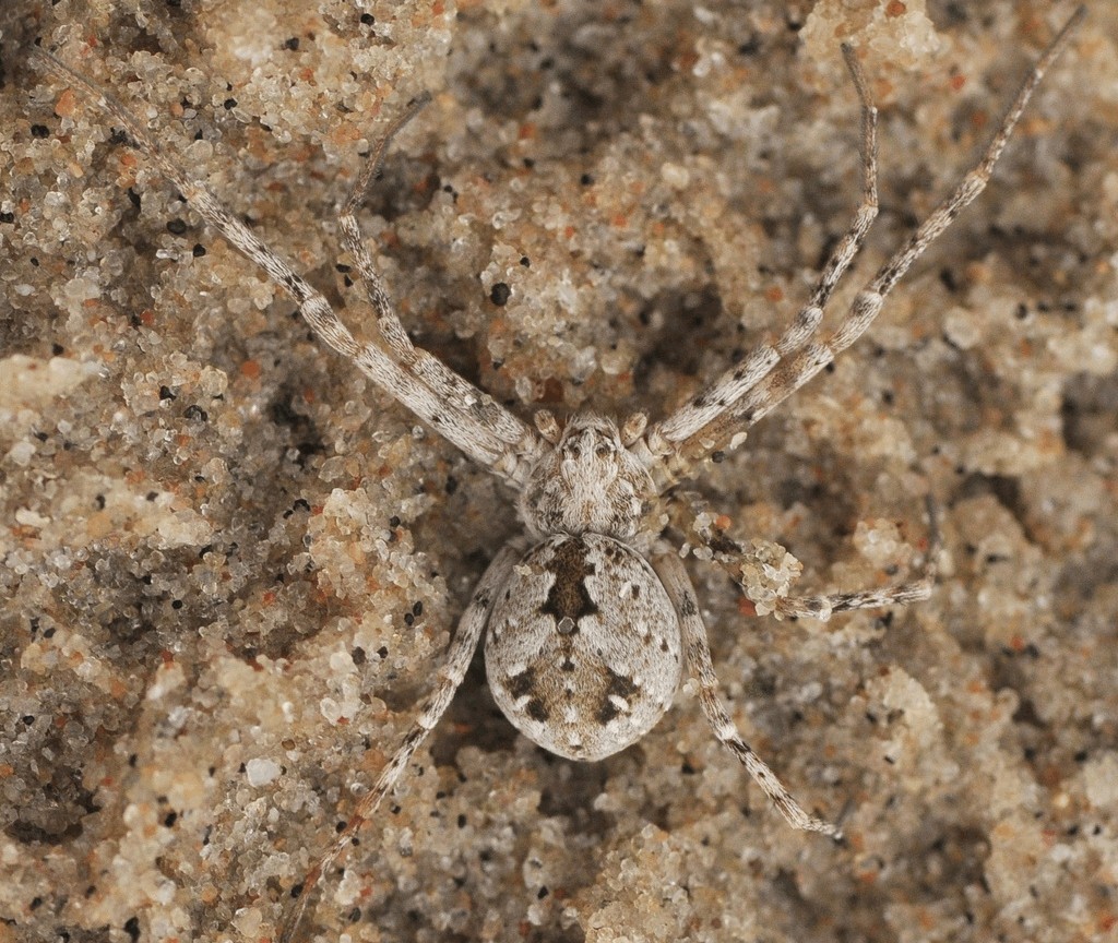 Rhysodromus_fallax-2.jpg