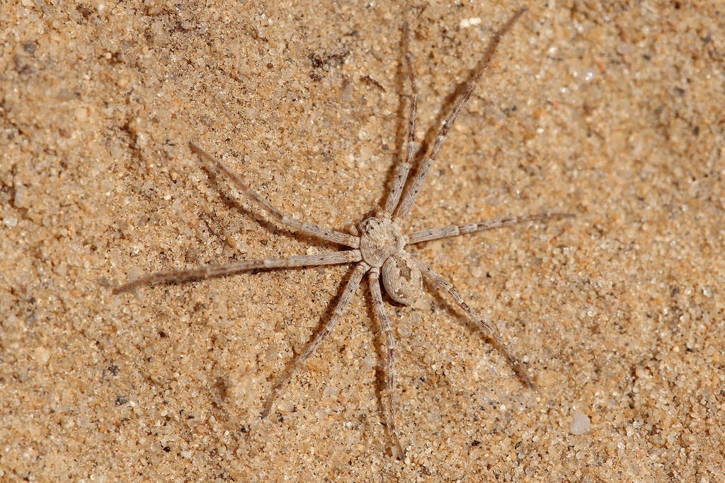 Rhysodromus_fallax-3.jpg