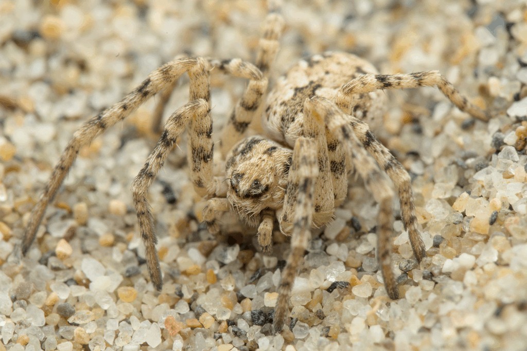Rhysodromus_fallax-4.jpg