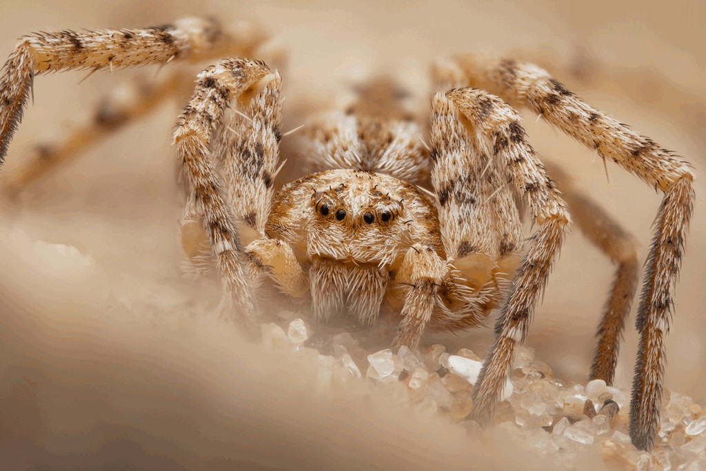 Rhysodromus_fallax-5.jpg