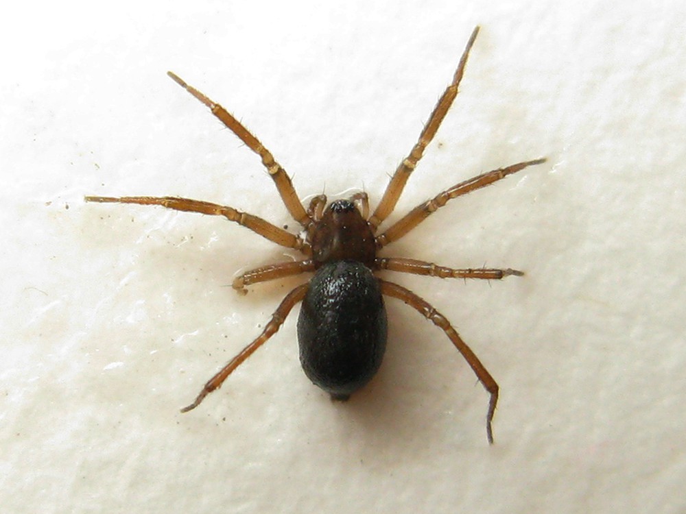 Robertus_arundineti-1.jpg
