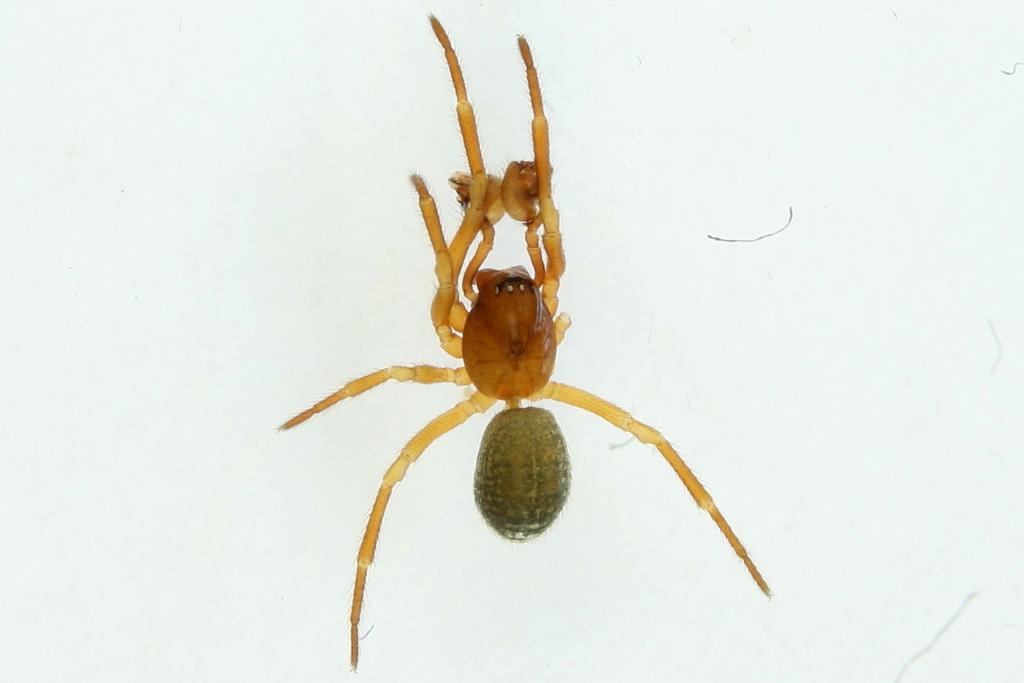 Robertus_arundineti-3.jpg