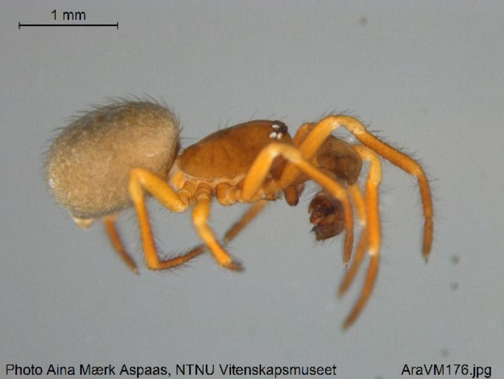 Robertus_arundineti-4.jpg