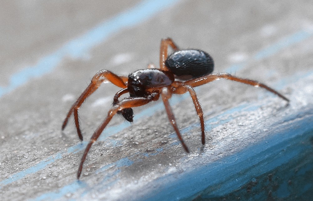 Robertus_lividus-1.jpg