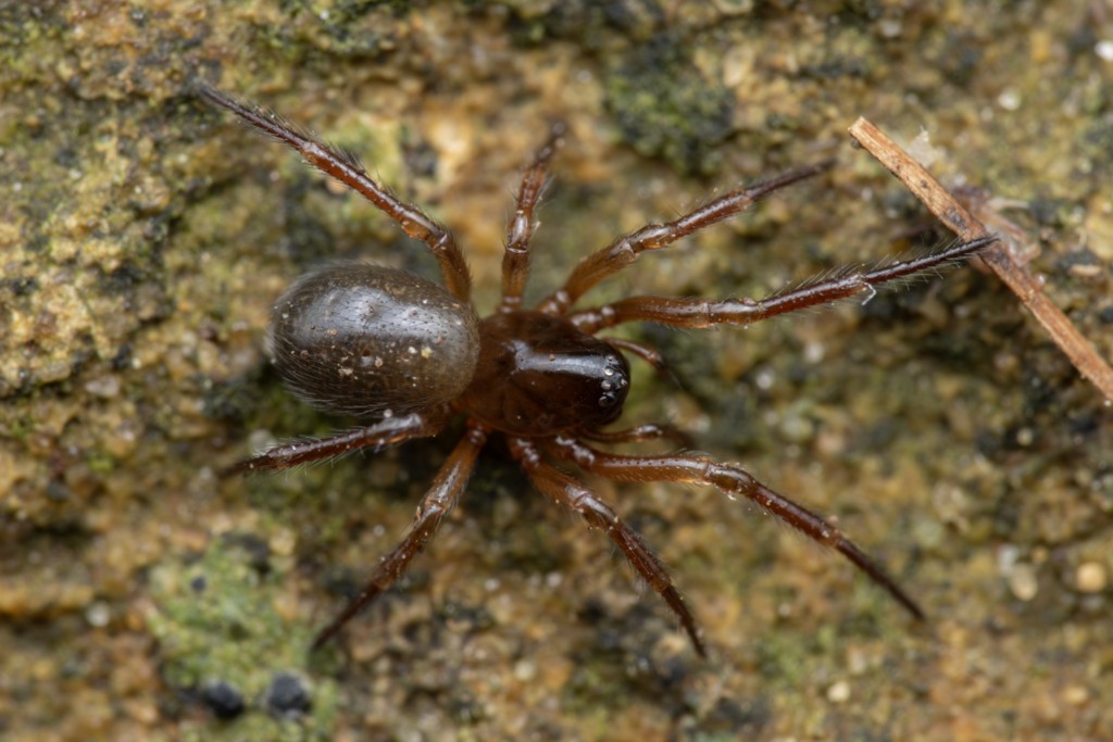 Robertus_lividus-2.jpg