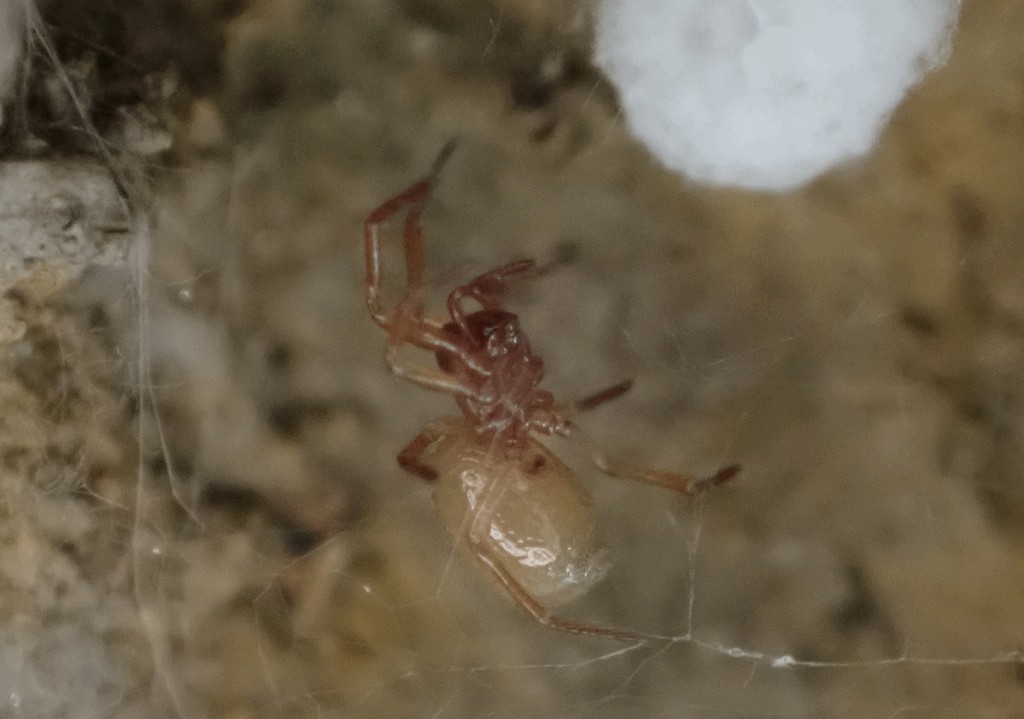 Robertus_neglectus-1.jpg